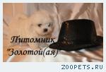 Мальтезе, Мальтийская болонка Щенки Мини и стандарт