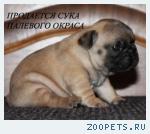 Щенки французского бульдога из питомника