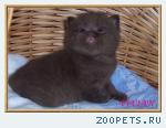 Британские шоколадные котята  из питомника VIVIAN.
