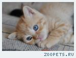 Британские котята