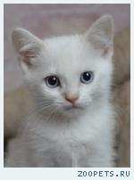 Котята окраса колор-пойнт с небесно-голубыми глазами