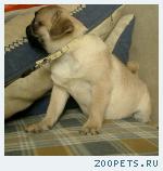 Щенки мопса