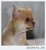 Щенки ЧИХУАХУА