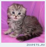 Шотландские котята и Хайленд