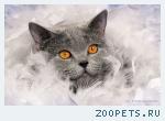 Продаются шикарные британские котики - недорого