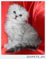 Шотландские котята и Хайленд