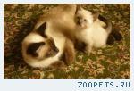 Тайские котята