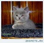 Британские котята