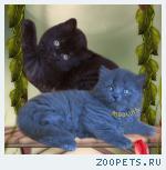 Британские длинношёрстные котята