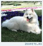Самоед (Самоедская собака)