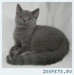 Шотландские котята и Хайленд