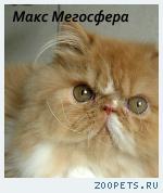 Роскошный перс