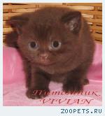 Британские шоколадные котята  из питомника VIVIAN.