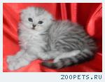 Шотландские котята и Хайленд