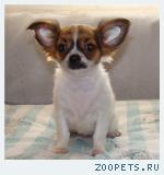 Щенки ЧИХУАХУА девочка д-ш, 3 мес.