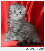 Шотландские котята и Хайленд