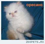 Персидская кошечка колор поинт