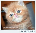 Экзотический котик