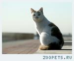 Кошка белая с черным