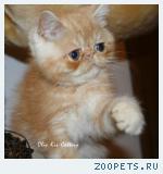 Экзотический котик