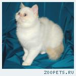 Экзот (плюшевый перс) кошечка