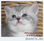 Британские котята вискас из питомника VIVIAN.