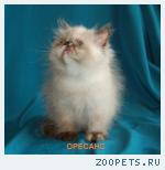 Милашка,очаровашка персидская кошечка