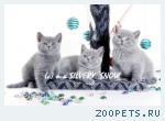 Продается котенок британской породы