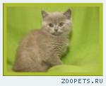 клубные котята питомника"sweettoy"