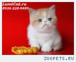 Породистые персидские и экзотические котята.