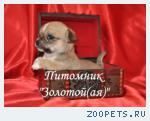 Чихуахуа купить щенка мини чихуа