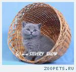 Продается котенок британской породы