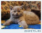 Британские котята