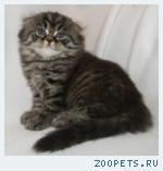 Шотландские вислоухие и прямоухие котята и Хайленд