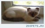 В добрые руки шотландские котята