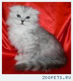 Шотландские вислоухие и прямоухие котята и Хайленд