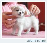 чихуахуа щенки