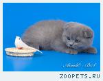 Шотландские короткошерстные котята