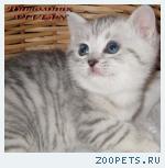 Британские котята вискас из питомника VIVIAN.