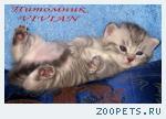Британские котята вискас из питомника VIVIAN.