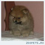 Продаются щенки карликого шпица