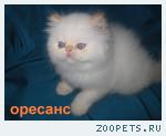 Персидская кошечка колор поинт "Незабудка"