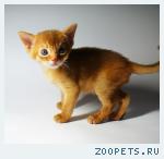 Элитные яркие абиссинские котята