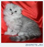 Продаю шотландского вислоухого котенка