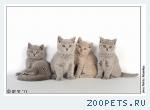 Британские короткошерстные котята