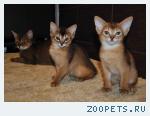 абиссинские котята