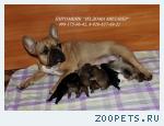 Щенки французского бульдога из питомника