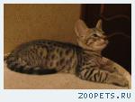 Бенгальские котята