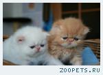Продаются персидские и экзотические котята питомник ОРЕСАНС.