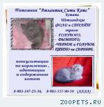 Котята шотландские Вислоухие, Прямоухие.